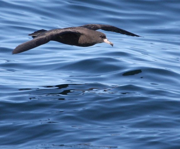 Flesh-footed Shearwater